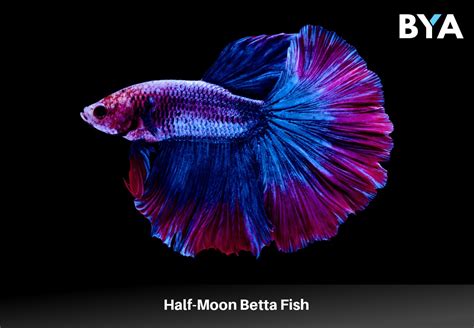 what is a betta fish.